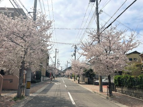 北側徒歩３分、春には桜が咲き誇る並木道