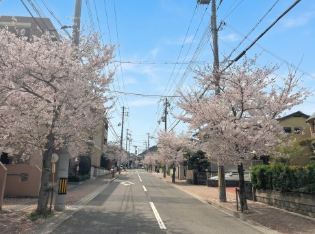 北側徒歩３分、春には桜が咲き誇る並木道