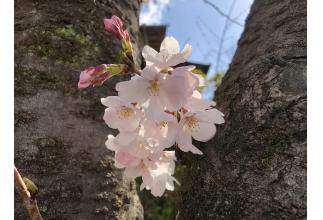 分譲地内のきれいな桜です。（2021年4月撮影）