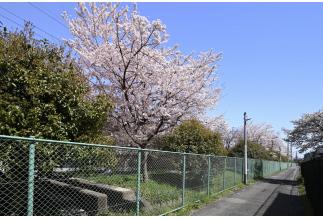 春には綺麗な桜並木を楽しむことができます♪