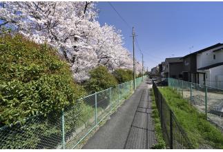 春には綺麗な桜並木を楽しむことができます♪
