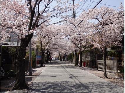 【噴水通】春の桜をはじめ、夏は涼やかな緑陰、秋には色鮮やかな紅葉と、四季折々の風情を伝えてくれる、西向日駅までの桜通り（2019年4月撮影）。こんな道を通って通勤できると、仕事への意欲も湧きそう（2021年4月撮影）