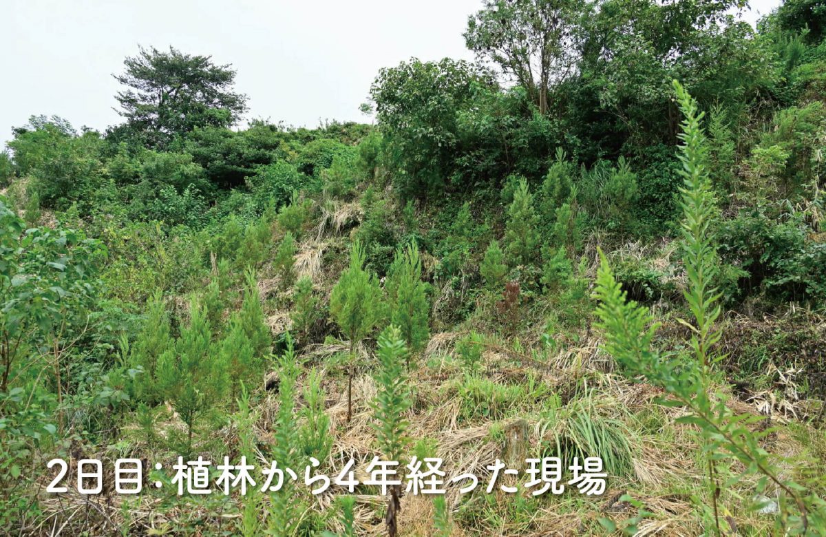 4年たった植林現場