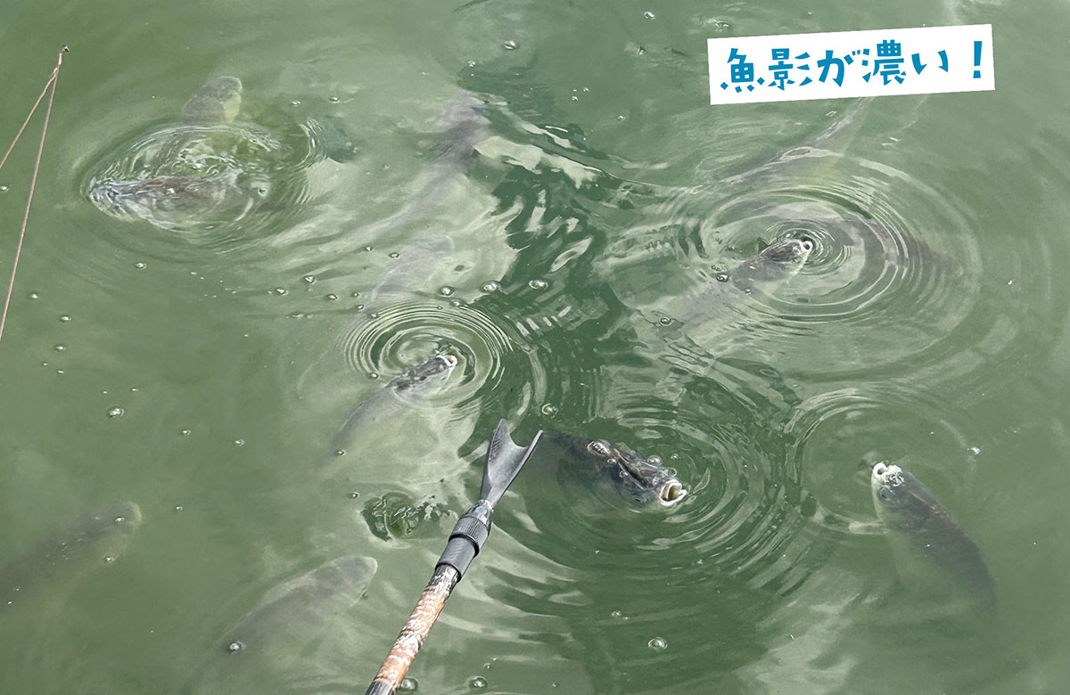 枚方市内の釣り堀には魚がたくさん。