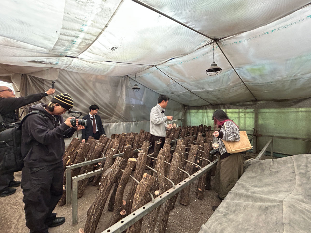 並んだ原木にしいたけがなっています