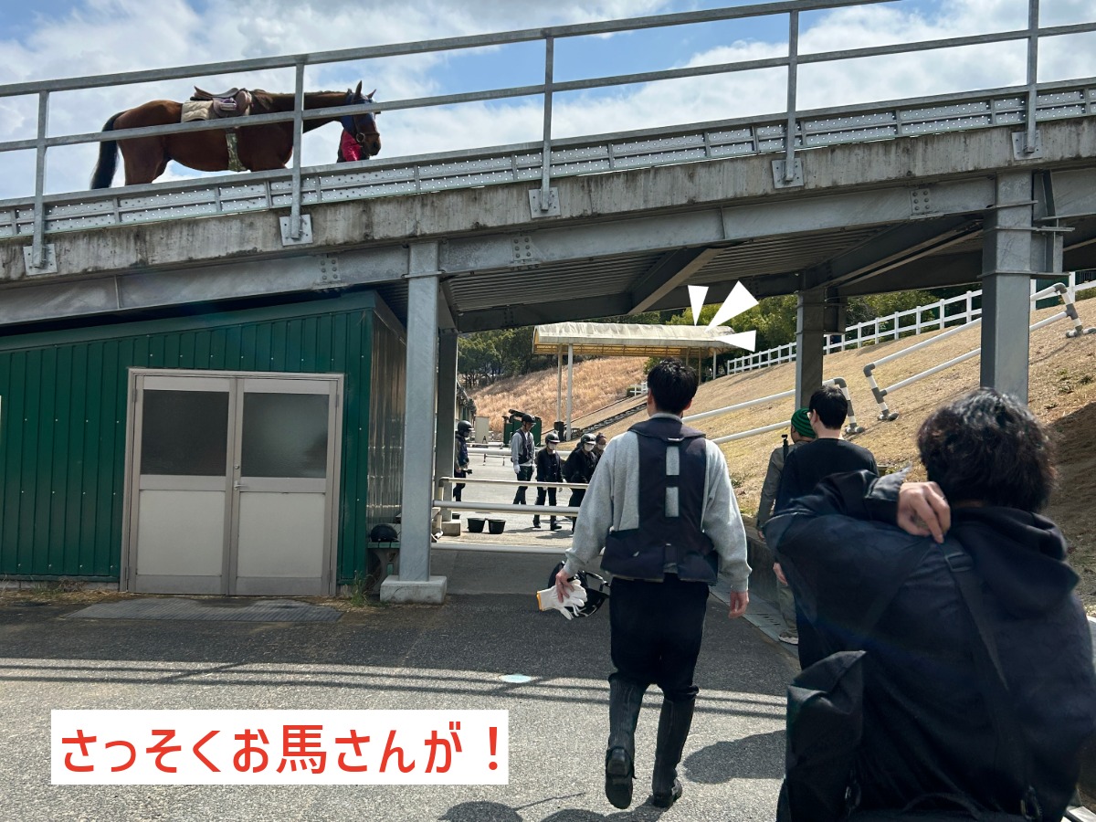 クレイン学研枚方の橋の上をお散歩するサラブレッドと、馬場へ向かう体験メンバー