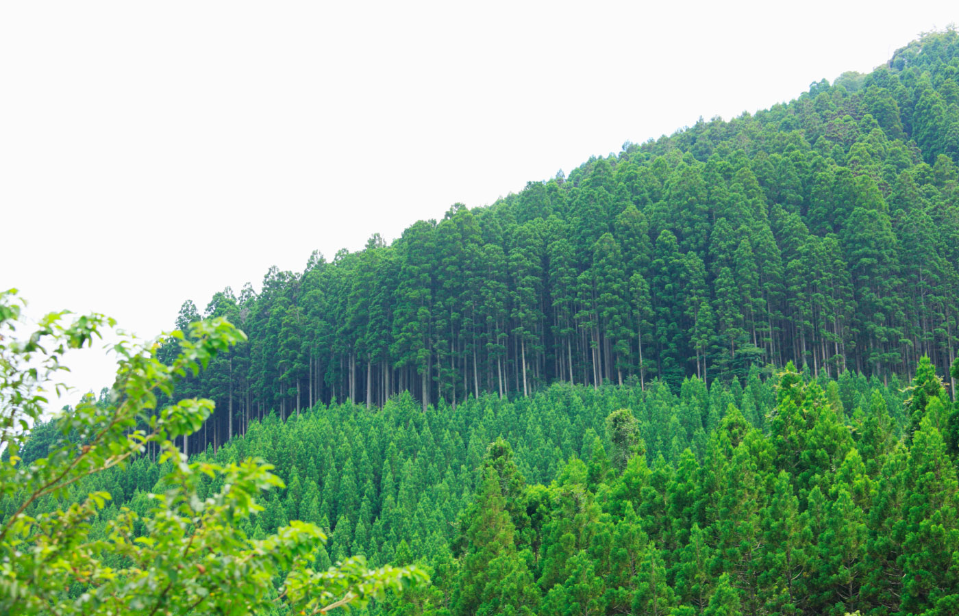ゼロホームは、「苗木を還そうプロジェクト」を通じ、再造林を支援します