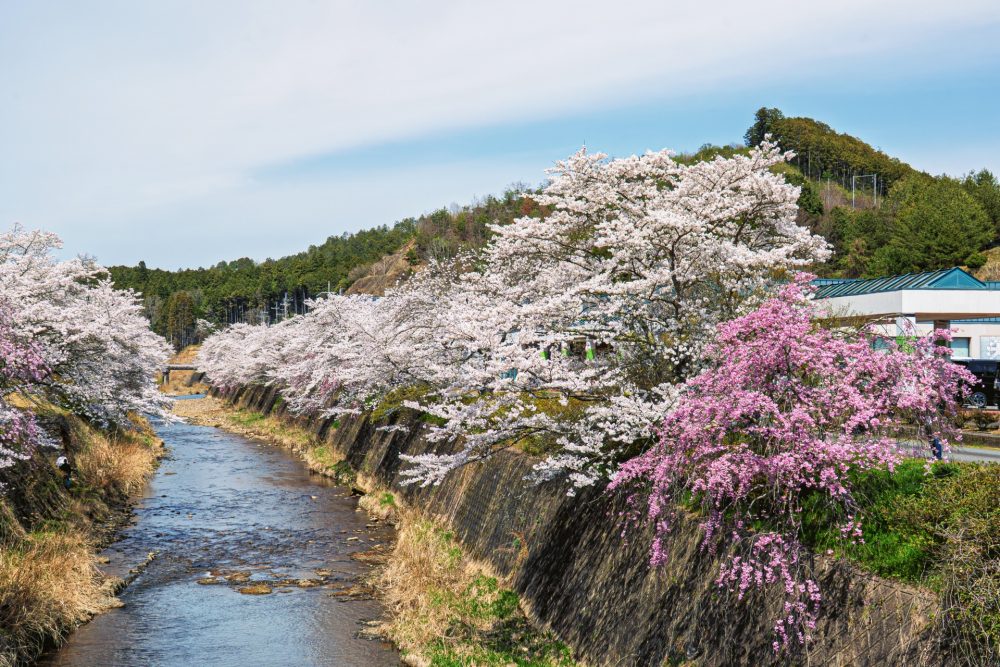 京都京北小中学校